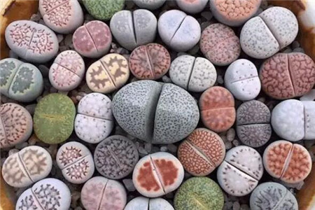 猴屁股什么颜色