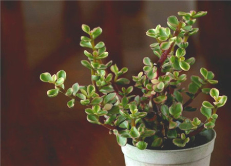 雅乐之舞怎么才能开花