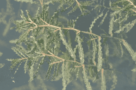 菹草的种植方法