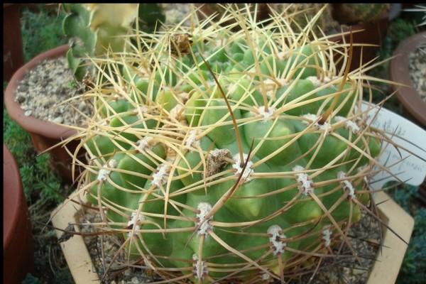 莺鸣玉的繁殖方法(莺鸣玉的繁殖方法是什么)