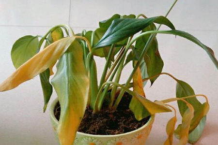 白掌叶子黄了是什么原因