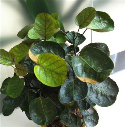 金钱兜叶子变黄脱落