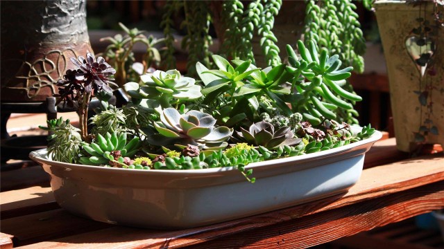 多肉叶子发黄怎么办黄叶枯萎的原因及补救办法(多肉叶子发黄怎么办?)