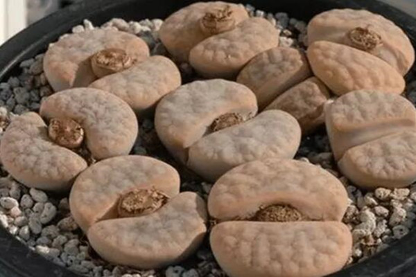 盆里种盆“小屁股”颗颗颜色不一样摸起来太有感觉了！(猴屁股什么颜色)