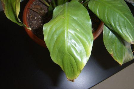 白掌叶子黄了是什么原因