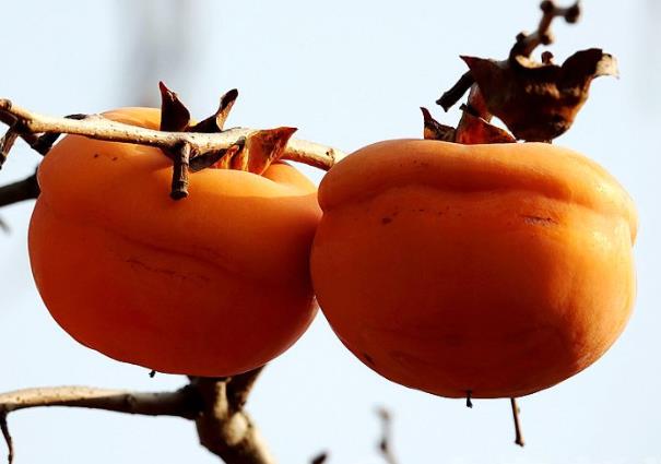 吃完饭能吃柿子吗吃柿子恶心怎么办(吃完饭能吃柿子不)