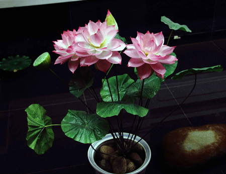 荷花花期多久才能开花