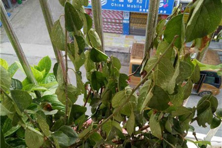 刚买的梅花怎么样养活