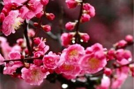 刚买的梅花怎么样养活