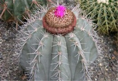 莺鸣玉的繁殖方法是什么