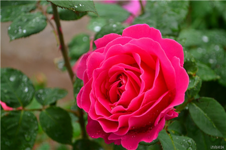 月季花盲枝怎么办