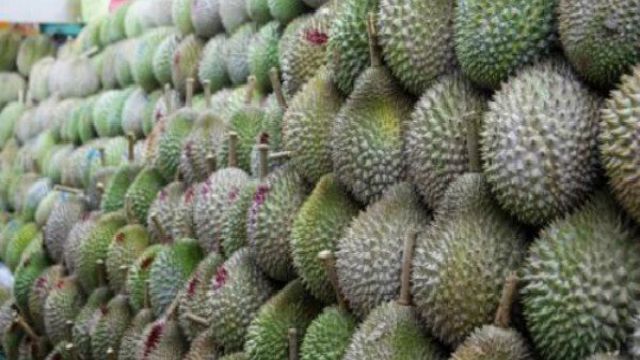 榴莲盆栽种植方法盆栽在家中起到观赏作用不适合吃(榴莲的盆栽方法如下)