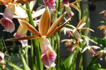 鹤顶兰多少钱一盆