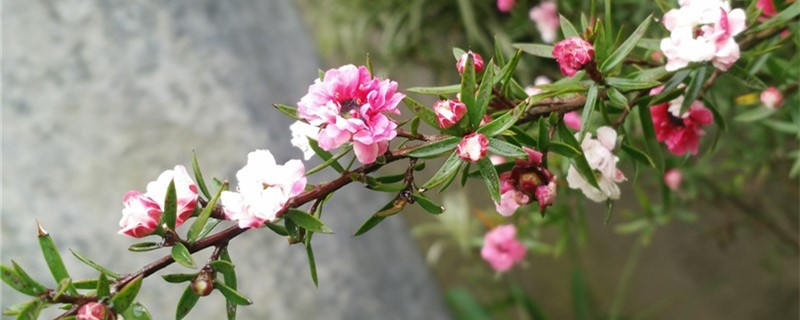 新买的梅花怎么养(刚买的梅花怎么样养活)