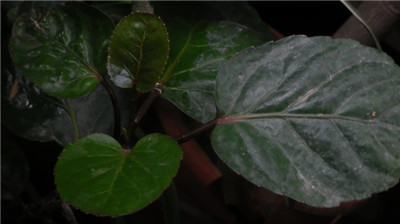 金钱兜叶子变黄脱落