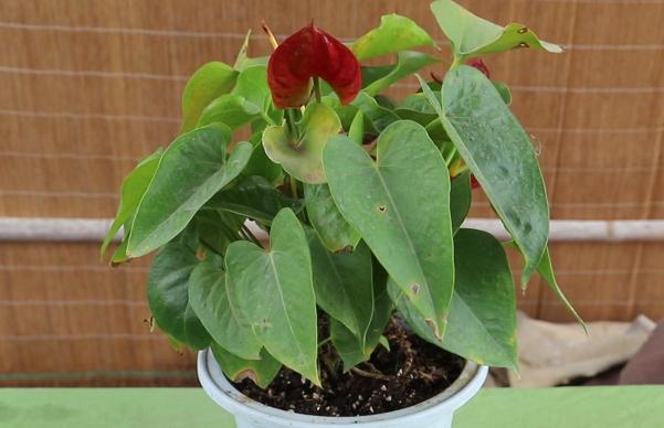 红掌的花蔫了怎么办