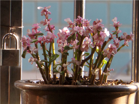 雅乐之舞怎么才能开花