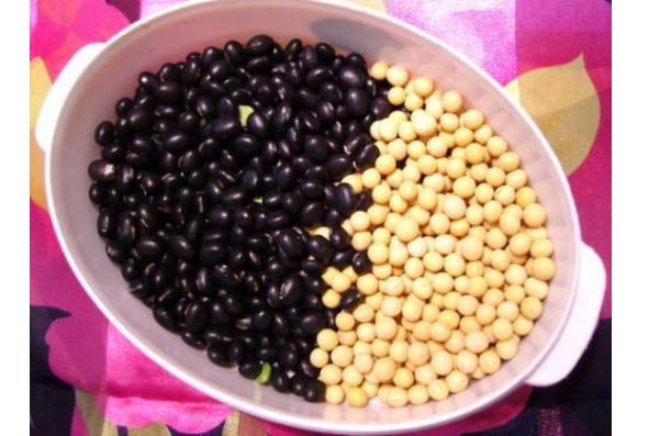 黄豆和黑豆可以一起煮吗黑豆发的芽可以吃吗(黄豆和黑豆可以一起煮着吃吗)