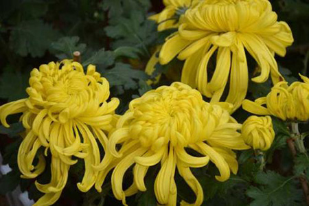 如何延长菊花的花期长度