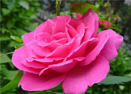 月季花盲枝怎么办