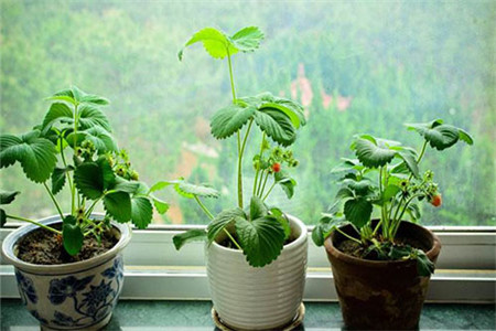 草莓烂根烂苗怎样用药