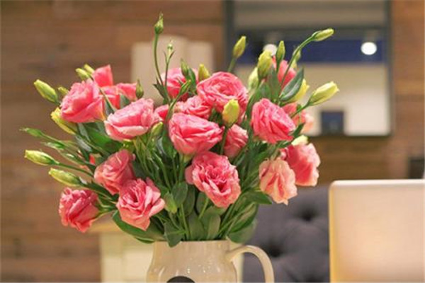 洋桔梗的土壤选择与施肥(洋桔梗土壤要求)