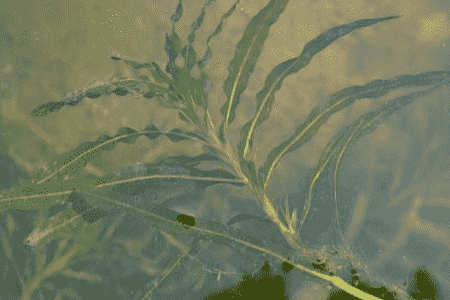 菹草的种植方法