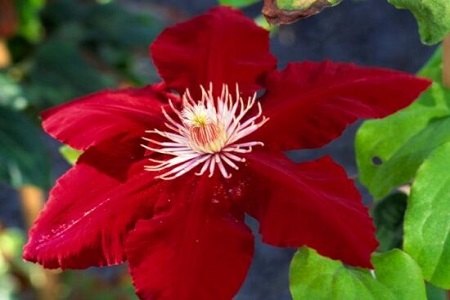 铁线莲哪个品种好养花期长