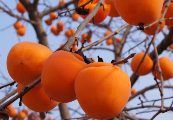 柿子与牛肉可以一起吃吗