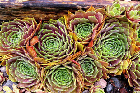 多肉叶子发黄怎么办?