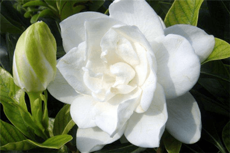 栀子花功效与作用机理