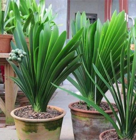 君子兰春季养护注意事项