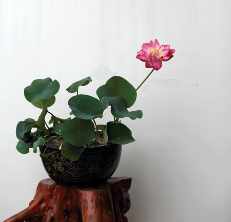 荷花花期多久才能开花