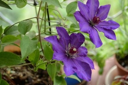 铁线莲哪个品种好养花期长