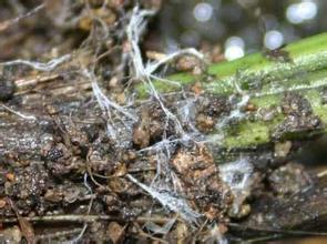 寒兰发芽怎么养护