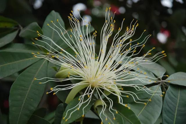 虎皮兰和文竹哪个好养