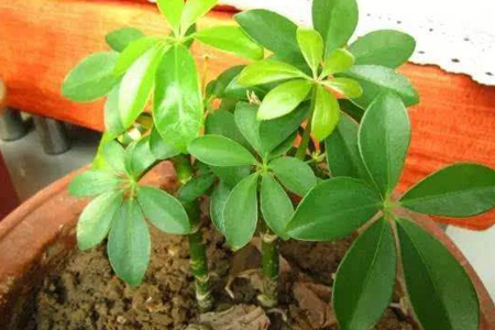 鸭掌木叶插多久生根