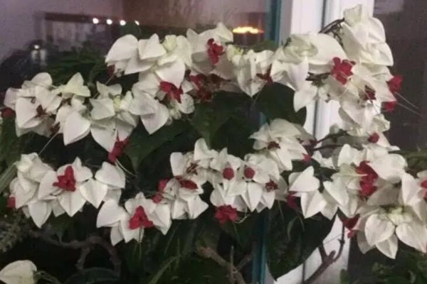 这花会吐小珠子养1盆365天开花一次开花100朵！(吐珠子消除的游戏叫什么)