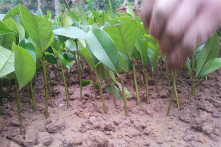 桂花树怎么扦插生根快