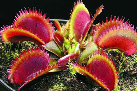 捕蝇草夹子变黑可以恢复吗