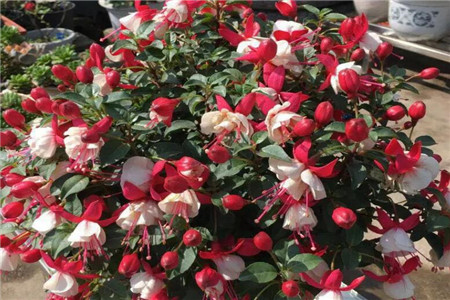 隐隐作痛怎么写