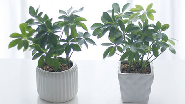 鸭掌木的叶子能插活吗(鸭掌木叶插多久生根)