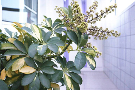 鸭掌木叶插多久生根