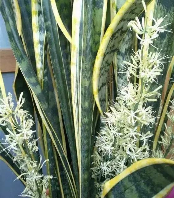 虎皮兰和文竹哪个好养