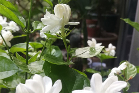 茉莉花可以扦插活吗