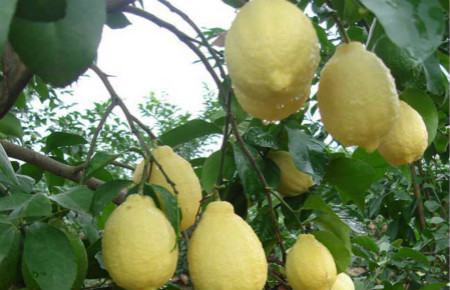 柠檬的品种和图片大全