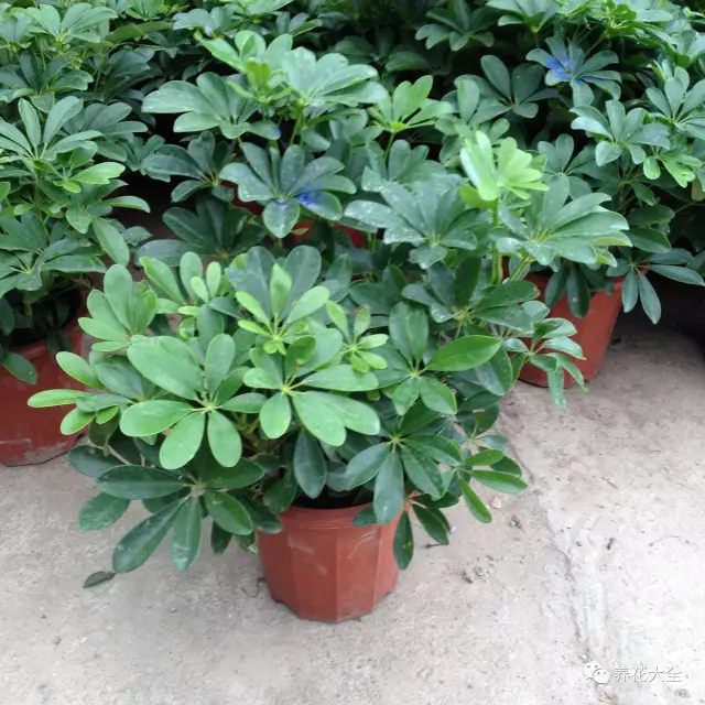 虎皮兰和文竹哪个好养