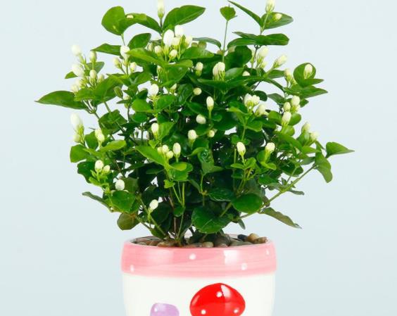 茉莉掉叶子怎么办规律浇水保证温度合理施肥(茉莉大量掉叶子怎么办)