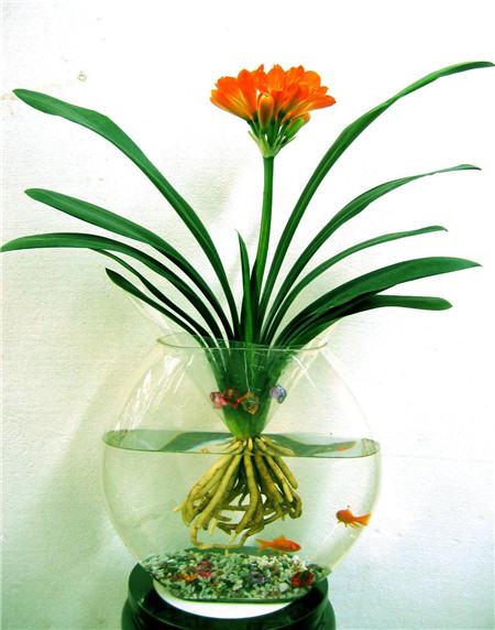 水培花卉有哪些优点和缺点