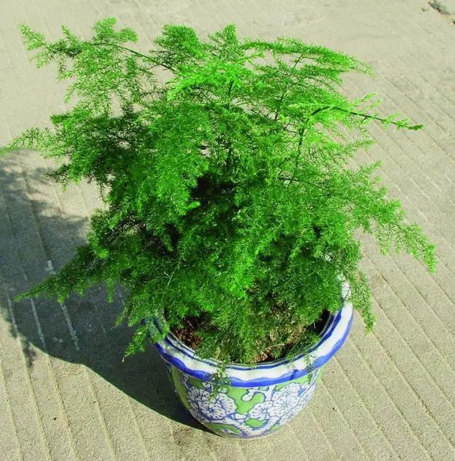 虎皮兰和文竹哪个好养